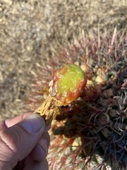 Ferocactus gracilis gracilis