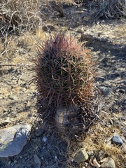 Ferocactus gracilis gracilis