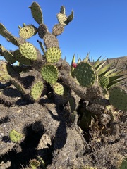 Opuntia clarkiorum