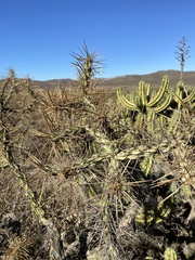 Cylindropuntia molesta molesta