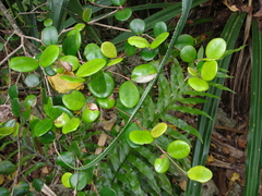 Eugenia reinwardtiana