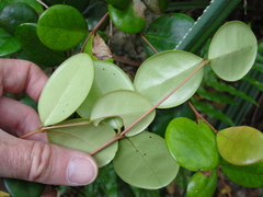 Eugenia reinwardtiana