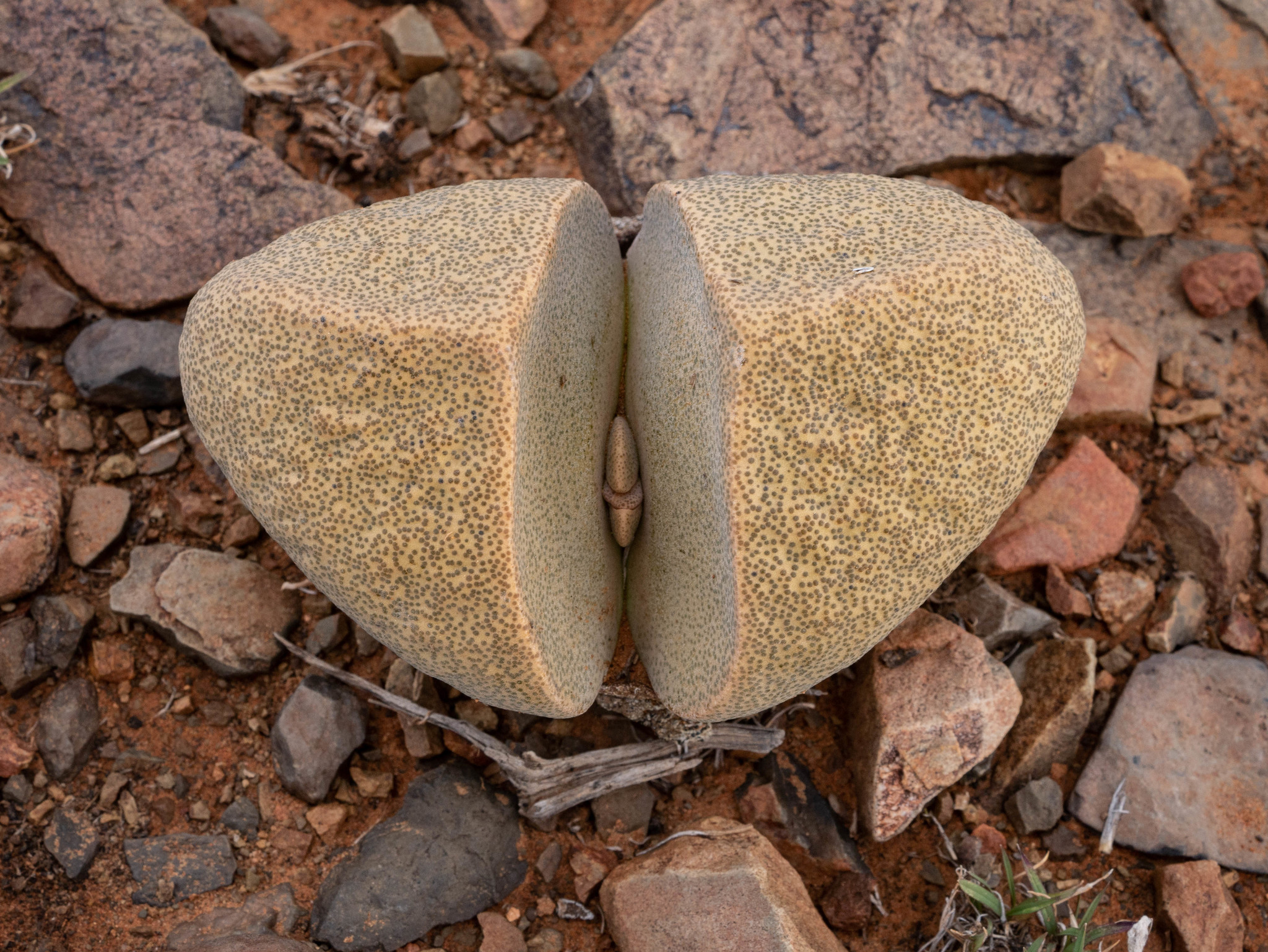 Stone Quaggafig (Pleiospilos bolusii)