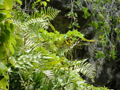 Nephrolepis hirsutula