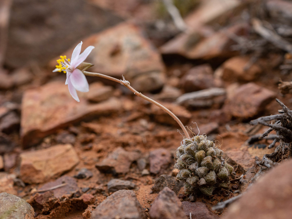 Anacampseros albidiflora, Western District, South Africa
