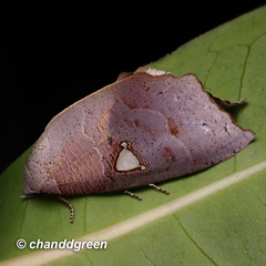 Pterogonia episcopalis