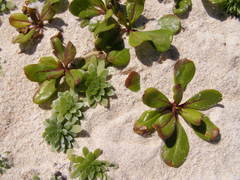 Heliotropium anomalum