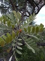 Pseudosmodingium virletii