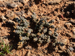 Crassula corallina