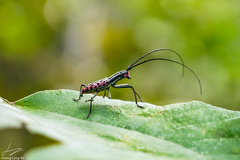 Macrochenus isabellinus