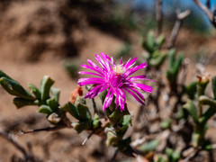 Ruschia vanderbergiae