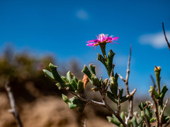 Ruschia vanderbergiae