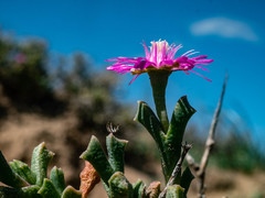 Ruschia vanderbergiae
