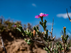 Ruschia vanderbergiae