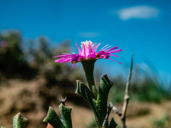 Ruschia vanderbergiae