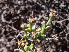Ruschia vanderbergiae