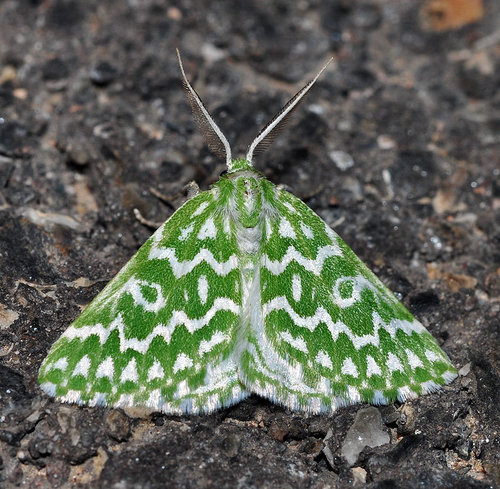 Thetidia plusiaria Boisduval, 1840