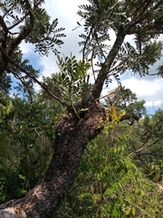 Pseudosmodingium virletii