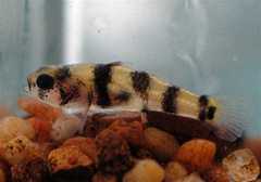 Freshwater Bumblebee Goby photo 1