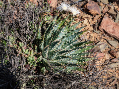 Aloe longistyla