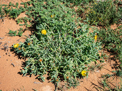 Malephora latipetala