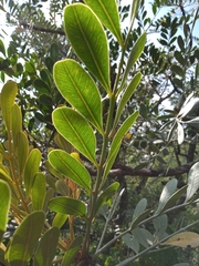 Pseudosmodingium virletii