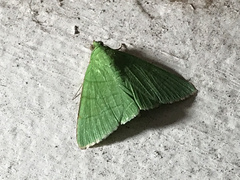 Eulepidotis holoclera