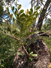 Pseudosmodingium virletii