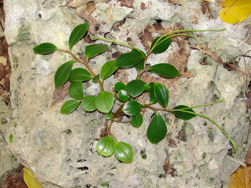 Peperomia hendersonensis observed 2014-10-12