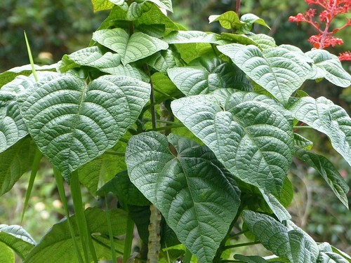 Clerodendrum speciosissimum