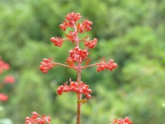 Clerodendrum speciosissimum image