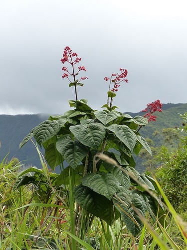 Clerodendrum speciosissimum image