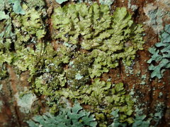 Melanelixia glabratula