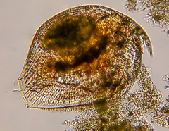 Picripleuroxus denticulatus