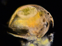 Picripleuroxus denticulatus