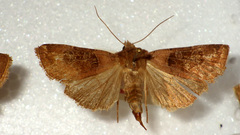 Chersotis cuprea
