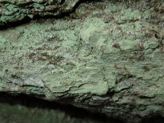 Lecanora expallens