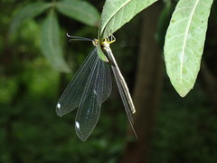 Banyutus lethalis