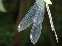 Banyutus lethalis