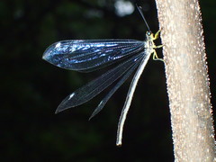 Banyutus lethalis