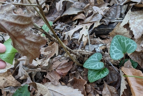 Image of Asarum lewisii by no rights reserved