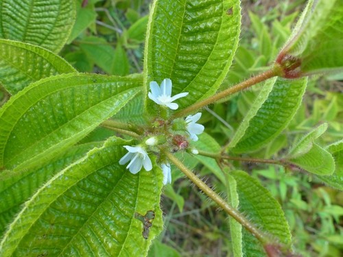 Miconia crenata image