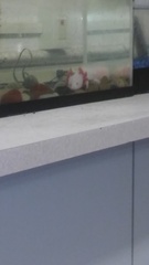 Ambystoma mexicanum