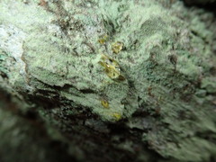 Lecanora expallens