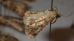 Chersotis multangula