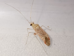 Phytocoris meridionalis