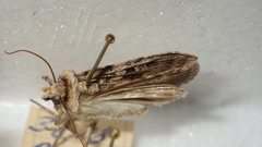 Chersotis multangula