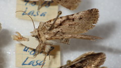 Chersotis multangula