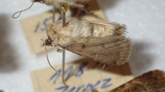 Chersotis multangula