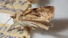 Chersotis multangula